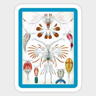 Copepoda by Ernst Haeckel Sticker